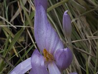 Colchicum autumnale 23, Herfsttijloos, Saxifraga-Willem van Kruijsbergen