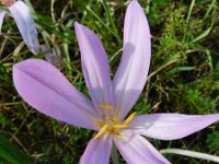 Colchicum autumnale 25, Herfsttijloos, Saxifraga-Rutger Barendse