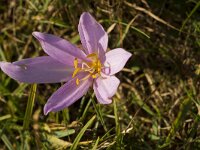 Colchicum autumnale 29, Herfsttijloos, Saxifraga-Jan Nijendijk