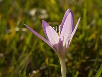 Colchicum autumnale 30, Herfsttijloos, Saxifraga-Jan Nijendijk