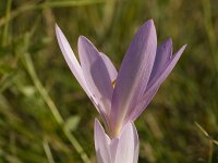Colchicum autumnale 32, Herfsttijloos, Saxifraga-Jan Nijendijk