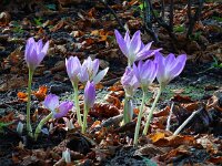 Colchicum autumnale 33, Herfsttijloos, Saxifraga-Ed Stikvoort