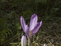 Colchicum autumnale 4, Herfsttijloos, Saxifraga-Jan van der Straaten