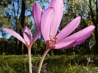 Colchicum autumnale 40, Herfsttijloos, Saxifraga-Ed Stikvoort