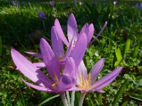 Colchicum autumnale 43, Herfsttijloos, Saxifraga-Ed Stikvoort