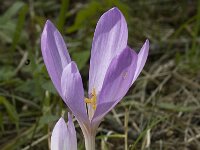 Colchicum autumnale 5, Herfsttijloos, Saxifraga-Jan van der Straaten