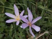 Colchicum autumnale 53, Herfsttijloos, Saxifraga-Willem van Kruijsbergen