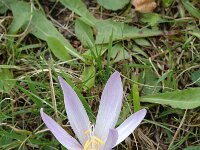 Colchicum autumnale 6, Herfsttijloos, Saxifraga-Jan van der Straaten