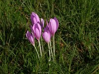 Colchicum autumnale 9, Herfsttijloos, Saxifraga-Peter Meininger