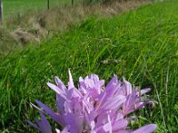 Colchicum byzantinum 5, Droogbloeier, Saxifraga-Ed Stikvoort