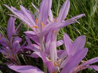 Colchicum byzantinum 6, Droogbloeier, Saxifraga-Ed Stikvoort