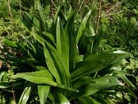 Colchicum byzantinum 7, Droogbloeier, Saxifraga-Ed Stikvoort