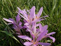 Colchicum byzantinum 8, Droogbloeier, Saxifraga-Ed Stikvoort