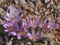 Colchicum cupanii 3, Saxifraga-Harry Jans