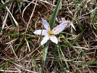 Colchicum hungaricum 2, Saxifraga-Jasenka Topic
