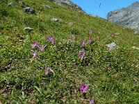 Colchicum montanum 10, Saxifraga-Ed Stikvoort : Espinama - Fuente Dé - Regugio de Aliva s9900