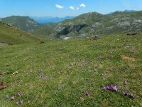 Colchicum montanum 5, Saxifraga-Ed Stikvoort : Espinama - Fuente Dé - Regugio de Aliva s9900