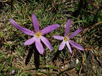 Colchicum montanum 7, Saxifraga-Ed Stikvoort : Espinama - Fuente Dé - Regugio de Aliva s9900