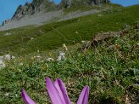 Colchicum montanum 8, Saxifraga-Ed Stikvoort : Espinama - Fuente Dé - Regugio de Aliva s9900