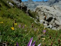 Colchicum montanum 9, Saxifraga-Ed Stikvoort : Espinama - Fuente Dé - Regugio de Aliva s9900