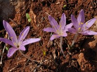 Colchicum parlatoris 2, Saxifraga-Harry Jans