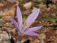 Colchicum parlatoris 3, Saxifraga-Harry Jans