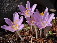 Colchicum parlatoris 4, Saxifraga-Harry Jans
