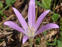 Colchicum parlatoris 5, Saxifraga-Harry Jans