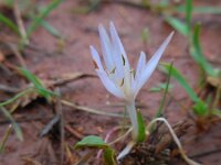 Colchicum pusillum 2, Saxifraga-Ed Stikvoort