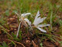 Colchicum pusillum 3, Saxifraga-Ed Stikvoort