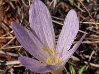 Colchicum sfikasianum 2, Saxifraga-Harry Jans