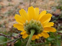 Coleostephus myconis 12, Saxifraga-Ed Stikvoort