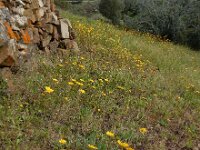 Coleostephus myconis 8, Saxifraga-Ed Stikvoort