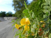 Colutea arborescens 16, Europese blazenstruik, Saxifraga-Rutger Barendse