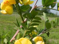 Colutea arborescens 21, Europese blazenstruik, Saxifraga-Rutger Barendse