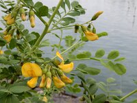 Colutea arborescens 23, Europese blazenstruik, Saxifraga-Ed Stikvoort