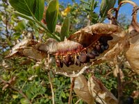 Colutea arborescens 31, Europese blazenstruik, Saxifraga-Ed Stikvoort