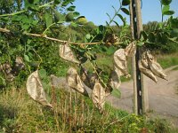 Colutea x media 2, Oranje blazenstruik, Saxifraga-Rutger Barendse
