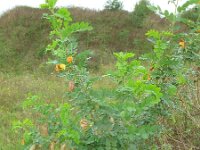 Colutea x media 5, Oranje blazenstruik, Saxifraga-Rutger Barendse