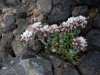 Coluteocarpus vesicaria 6, Saxifraga-Ed Stikvoort