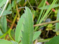 Comarum palustre 17, Wateraardbei, Saxifraga-Rutger Barendse