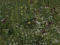 Comarum palustre 19, Wateraardbei, Saxifraga-Hans Boll