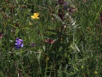 Comarum palustre 20, Wateraardbei, Saxifraga-Hans Boll