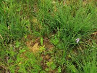 Comarum palustre 21, Wateraardbei, Saxifraga-Hans Boll