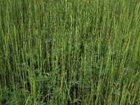 Comarum palustre 23, Wateraardbei, Saxifraga-Hans Boll