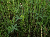 Comarum palustre 24, Wateraardbei, Saxifraga-Hans Boll