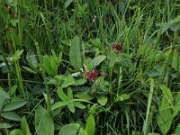 Comarum palustre 33, Wateraardbei, Saxifraga-Hans Boll