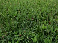 Comarum palustre 34, Wateraardbei, Saxifraga-Hans Boll