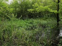 Comarum palustre 47, Wateraardbei, Saxifraga-Hans Boll