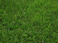 Comarum palustre 50, Wateraardbei, Saxifraga-Hans Boll